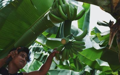 Solidarity in invisibility: The women in banana farms start to rise