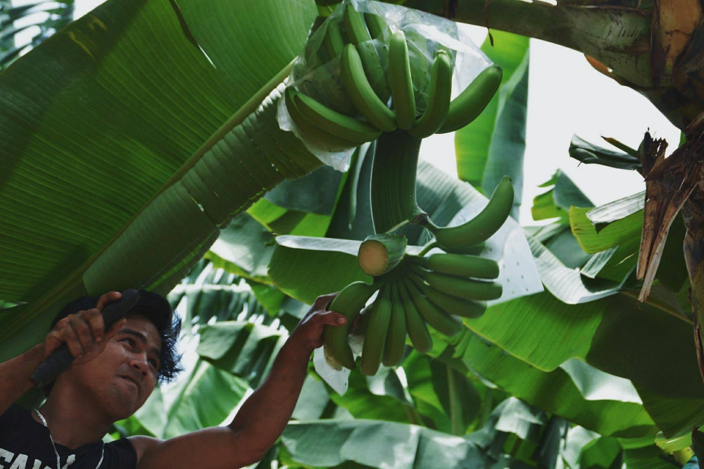 Solidarity in invisibility: The women in banana farms start to rise