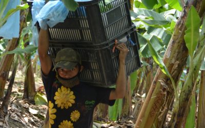 Something plagues our banana farms