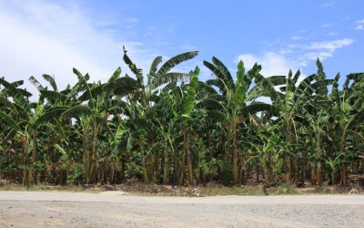 Visible women: Carving spaces for women farmers in the Philippines