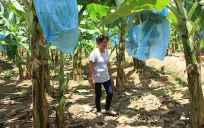 Fruits of labor: Rising costs, sinking profits dash hopes of ComVal banana farmers
