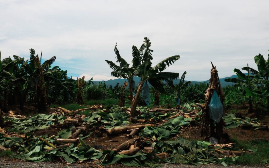 Sorrow and Survival of a Woman Banana Farmer